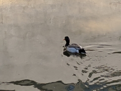 Anatidae