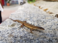 Takydromus luyeanus