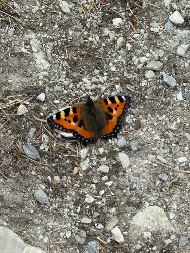 Small Tortoiseshell