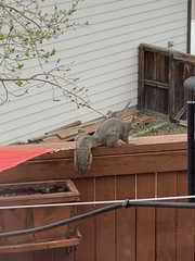 Sciurus niger