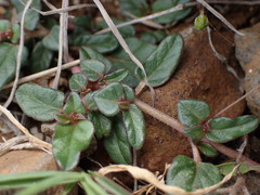Boerhavia glabrata