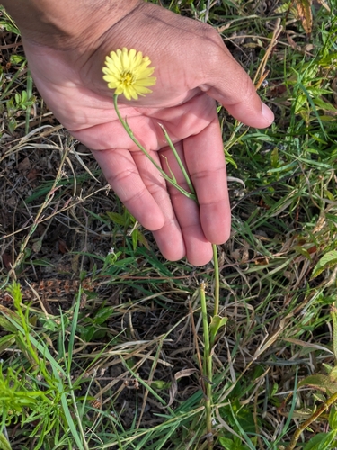 Pyrrhopappus pauciflorus observed 2026-07-29