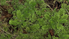 Cotula discolor