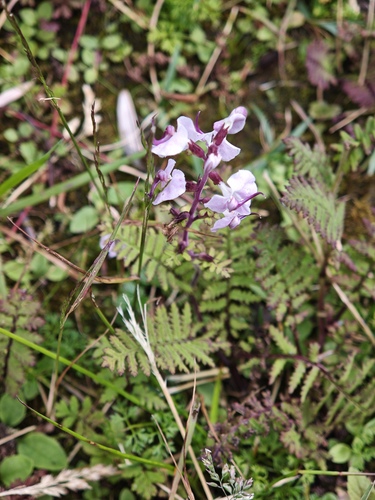 Pedicularis davidii