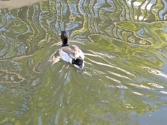 Anatidae