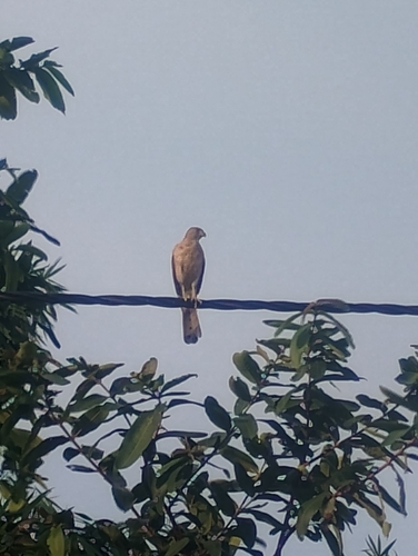 Shikra