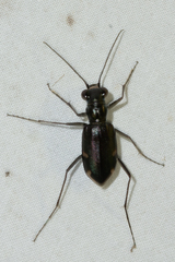 Eunota severa