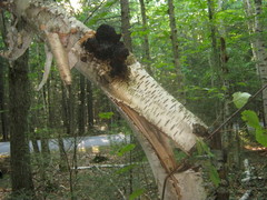 Inonotus obliquus sterilis