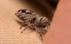 Phidippus carolinensis