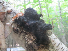 Inonotus obliquus sterilis