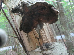 Inonotus obliquus sterilis