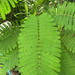 Acacia pennata