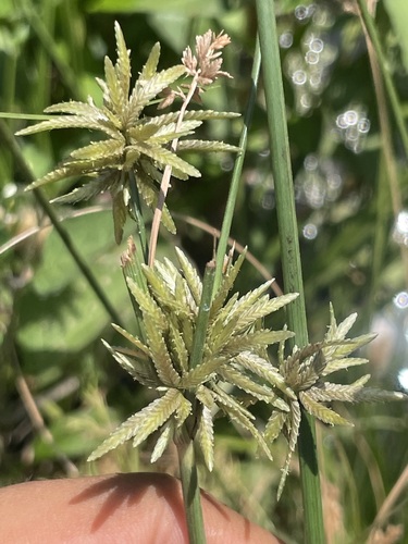 yellow flatsedge