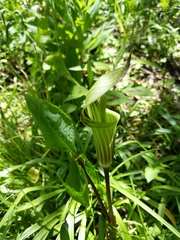 Arisaema triphyllum