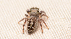Phidippus carolinensis