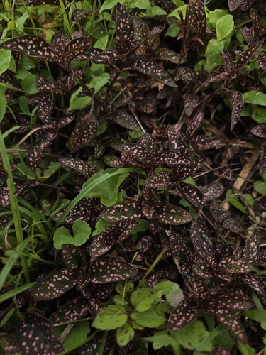 Polka Dot Plant