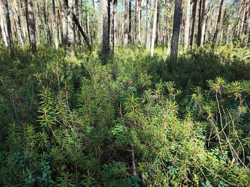 marsh Labrador tea