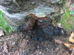 Inonotus obliquus sterilis