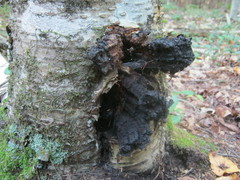 Inonotus obliquus sterilis