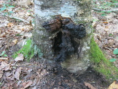 Inonotus obliquus sterilis