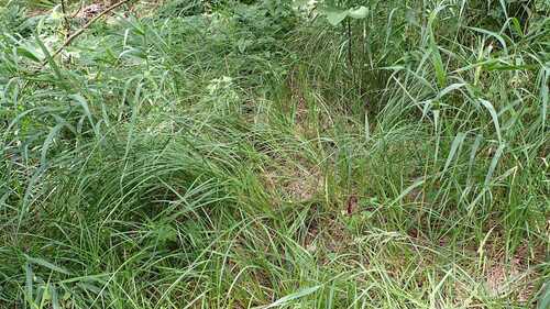 Carex acutiformis, photograph 1