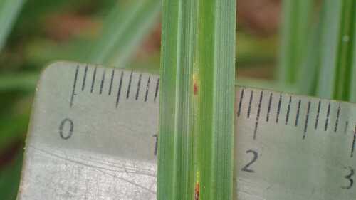 Carex acutiformis, photograph 2