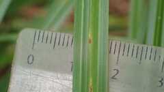Carex acutiformis, photograph (c) Sascha Nunheim, some rights reserved (CC BY)