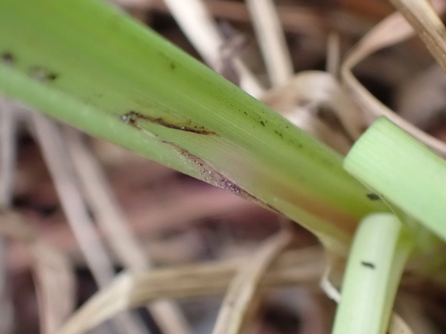 Carex acutiformis, photograph 4