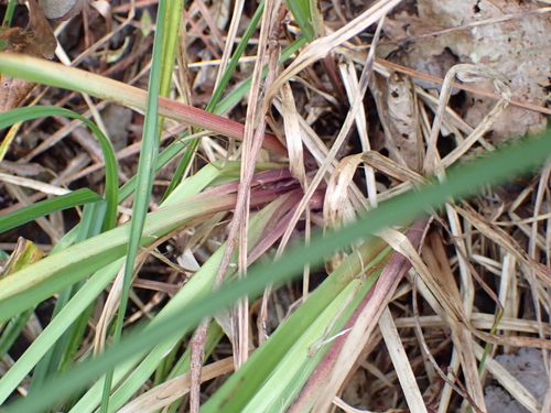 Carex acutiformis, photograph 5