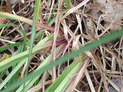 Carex acutiformis, photograph (c) Sascha Nunheim, some rights reserved (CC BY)
