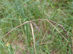 Carex acutiformis
