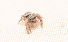 Phidippus carolinensis