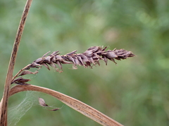 Carex acutiformis, photograph (c) Sascha Nunheim, some rights reserved (CC BY)