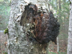 Inonotus obliquus sterilis