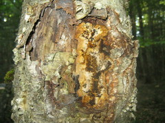 Inonotus obliquus sterilis