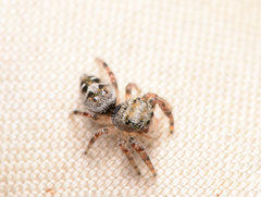 Phidippus carolinensis