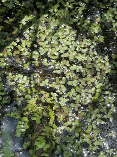 Common Duckweed