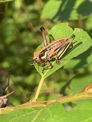 Eupholidoptera smyrnensis