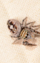 Phidippus carolinensis