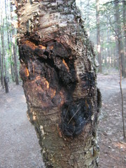 Inonotus obliquus sterilis