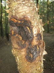 Inonotus obliquus sterilis