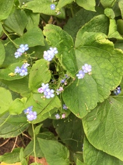 Brunnera