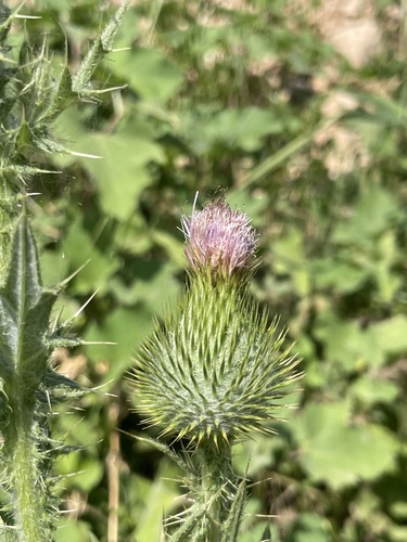 Bull Thistle