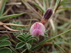 Tephrosia obovata