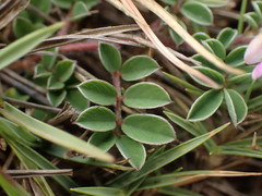 Tephrosia obovata