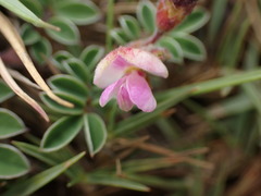 Tephrosia obovata