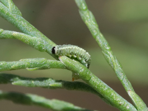 Splendid Tamarisk Weevil