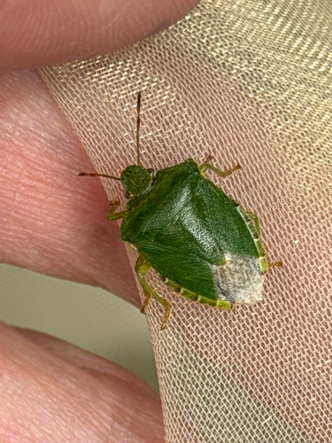 Green Shield Bug