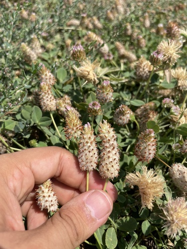 Strawberry clover