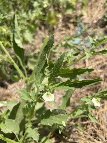 Sharpleaf groundcherry